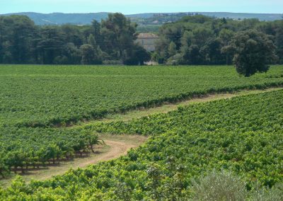 Pierrefont vineyard near Gignac - Hérault