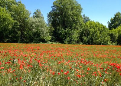 Poppy field on the edge of Hérault